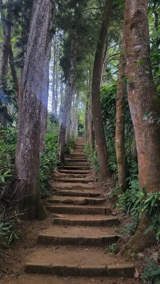 Un escalier de pierre qui monte à travers une forêt de grands arbres